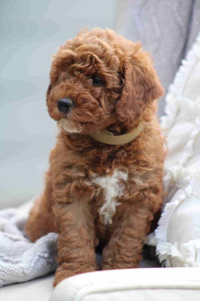 🐩💕Poodle Puppies media 11