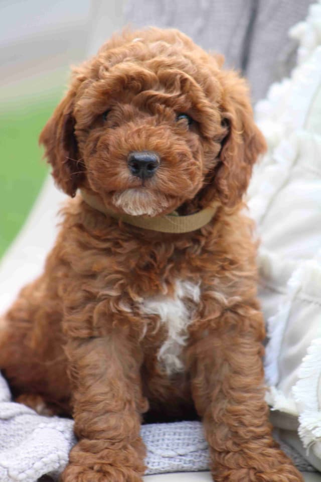 🐩💕Poodle Puppies media 12