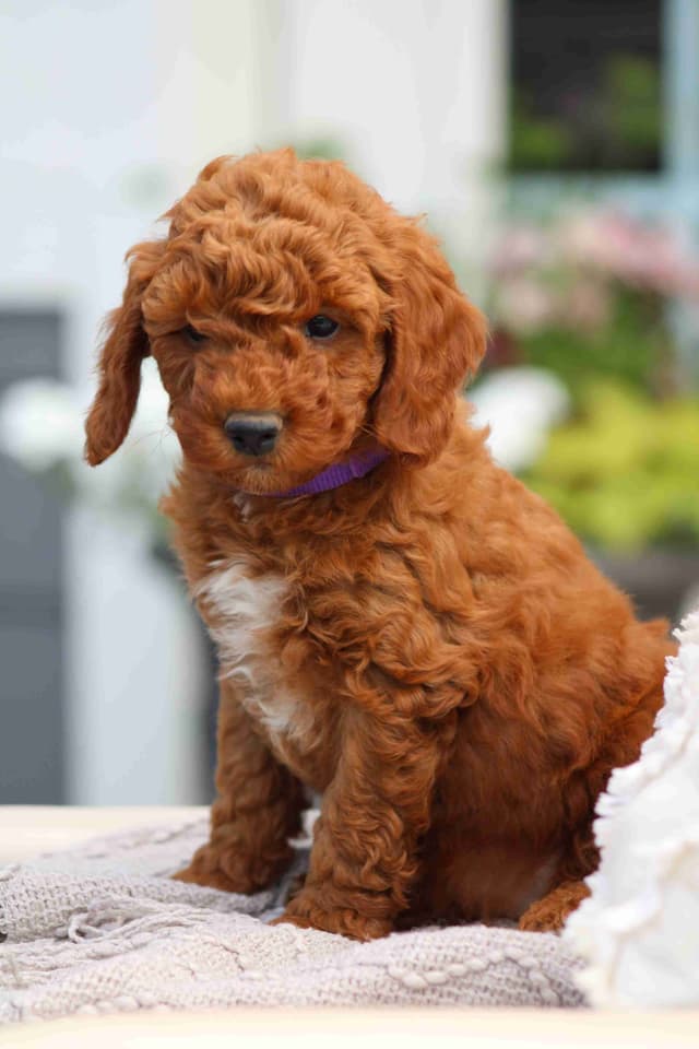 🐩💕Poodle Puppies media 13