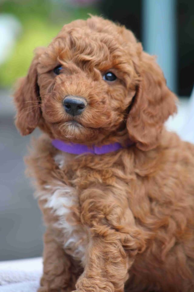🐩💕Poodle Puppies media 14