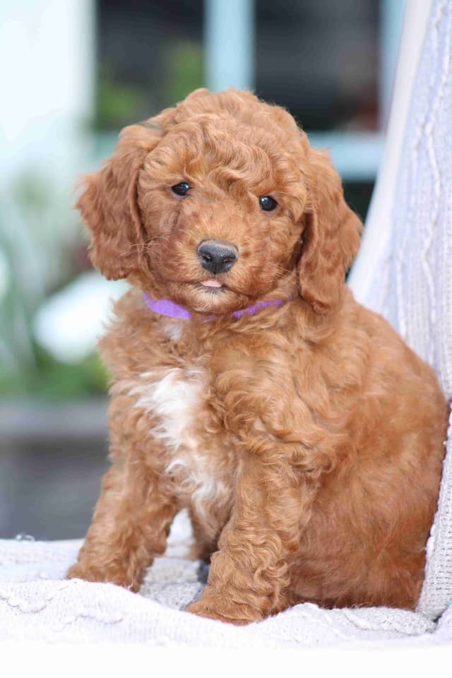 🐩💕Poodle Puppies media 15
