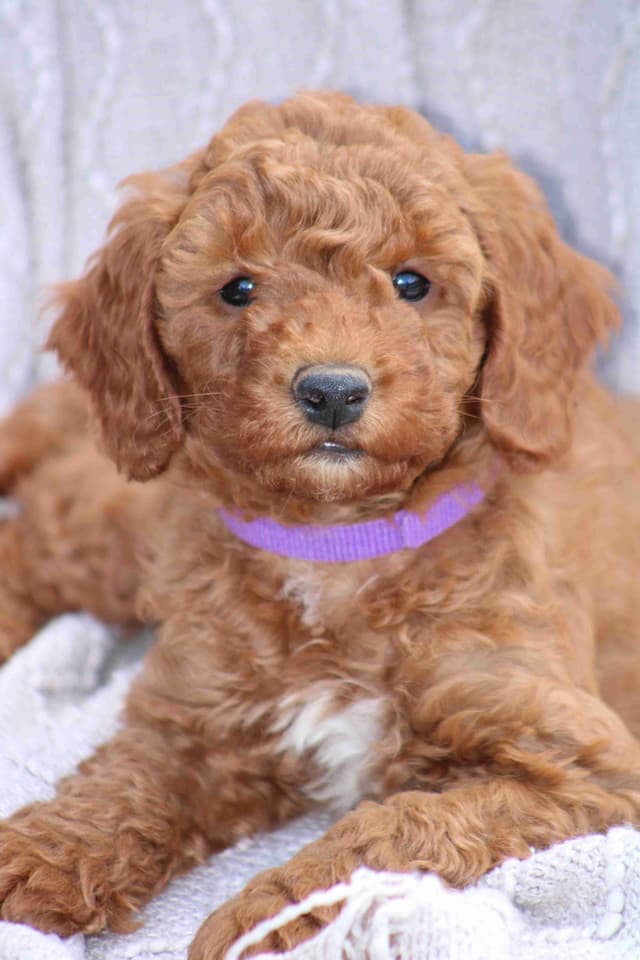 🐩💕Poodle Puppies media 16