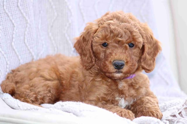 🐩💕Poodle Puppies media 17