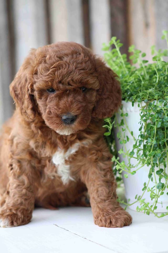🐩Miniature Poodle Puppies media 4