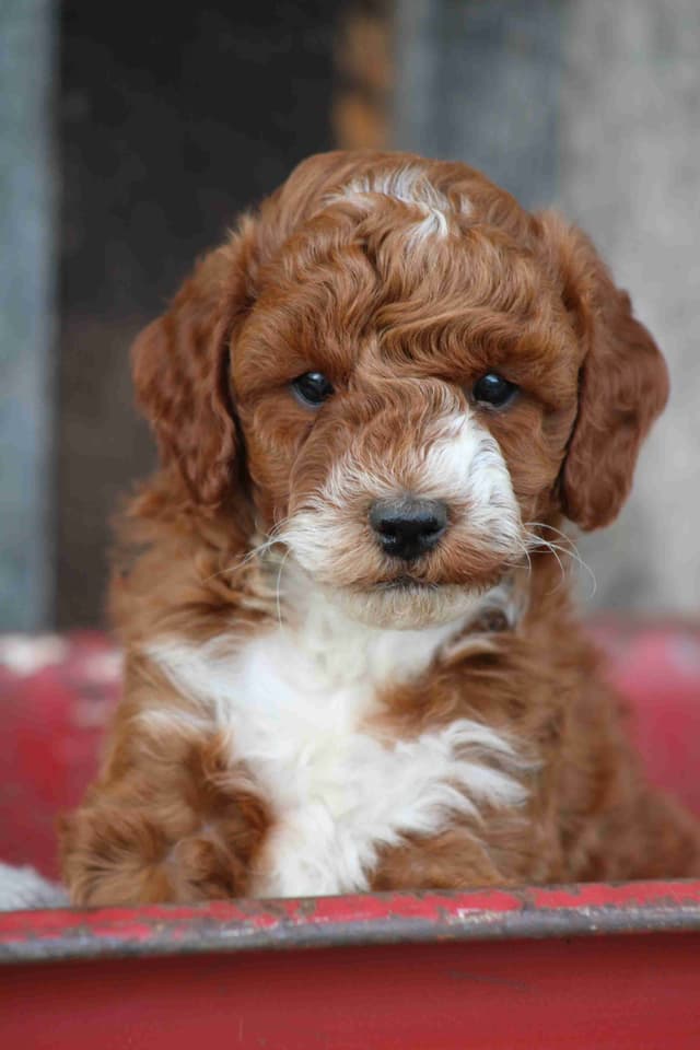 🐩Miniature Poodle Puppies media 5