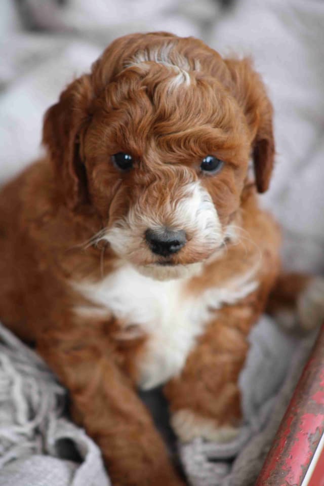🐩Miniature Poodle Puppies media 6