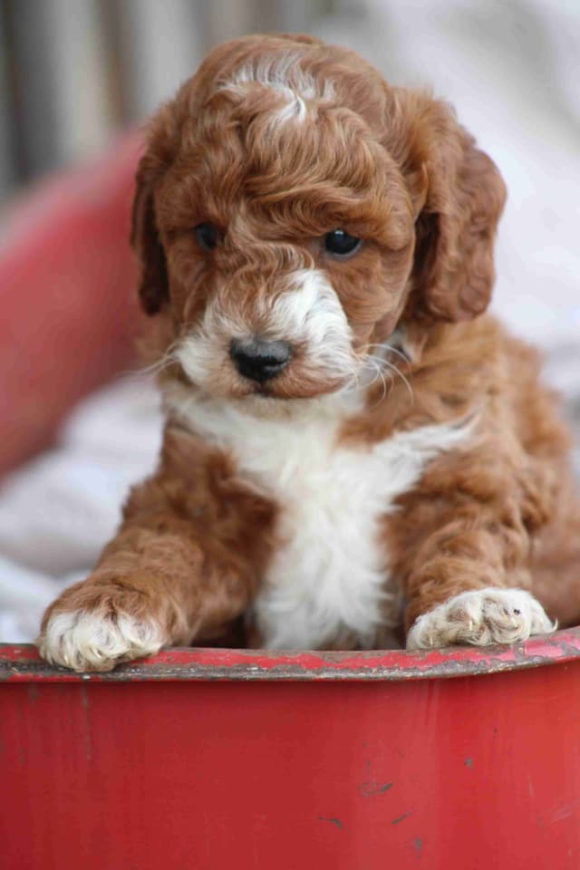 🐩Miniature Poodle Puppies media 7