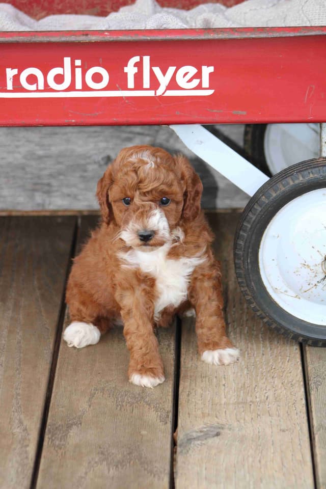 🐩Miniature Poodle Puppies media 8