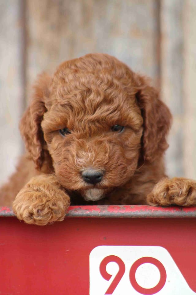 🐩Miniature Poodle Puppies media 9
