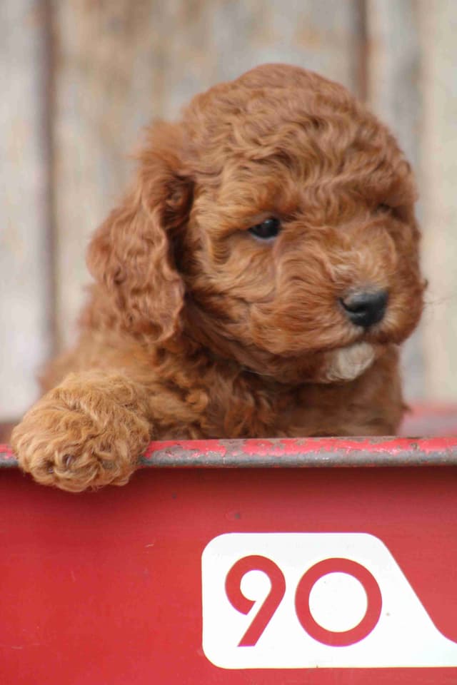 🐩Miniature Poodle Puppies media 10