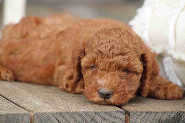 🐩Miniature Poodle Puppies media 11
