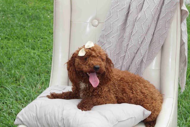 🐩Miniature Poodle Puppies media 12