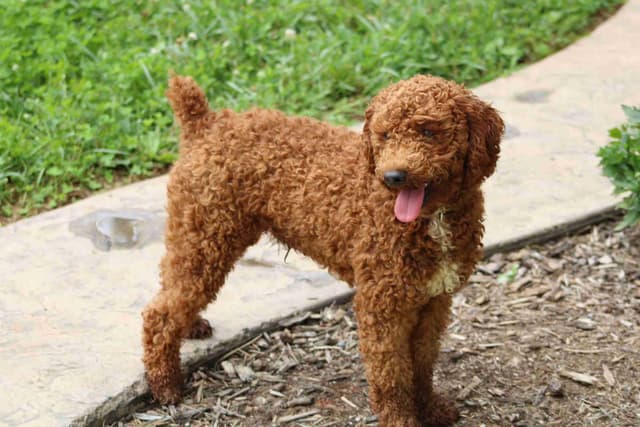 🐩Miniature Poodle Puppies media 13