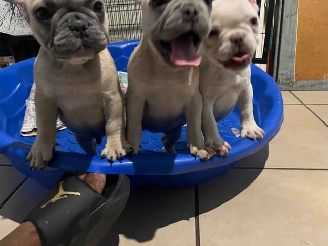 Blue French Bulldog Puppies Cream & White Tan & Sliver media 3