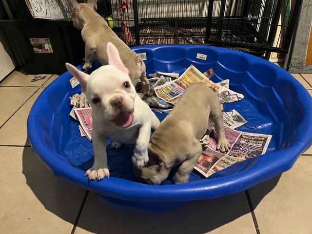 Blue French Bulldog Puppies Cream & White Tan & Sliver media 4