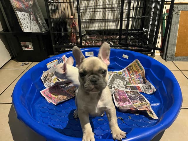 Blue French Bulldog Puppies Cream & White Tan & Sliver media 5