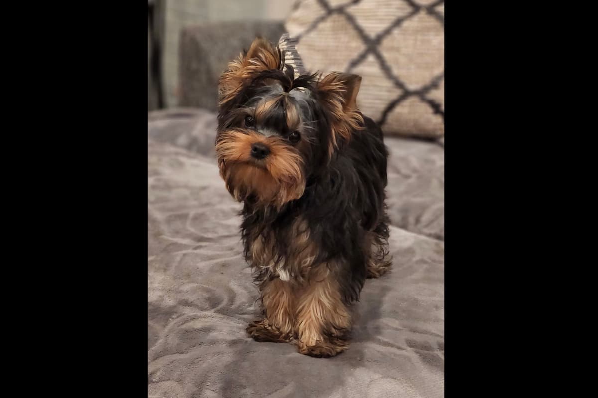 Yorkshire Terrier Puppies breeder image 3