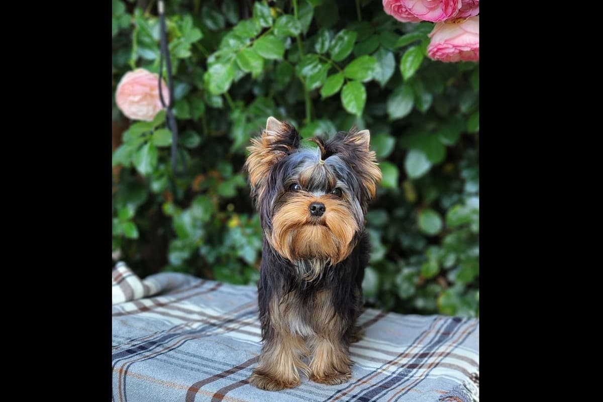 Yorkshire Terrier Puppies breeder image 4