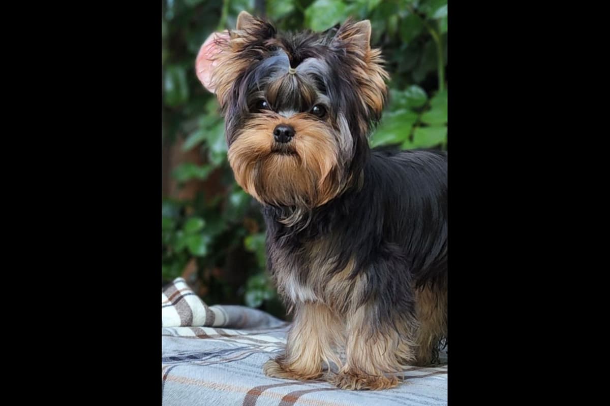 Yorkshire Terrier Puppies breeder image 5