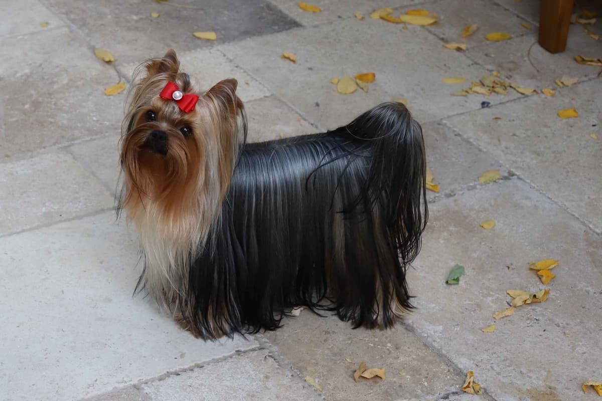 Yorkshire Terrier Puppies breeder image 10