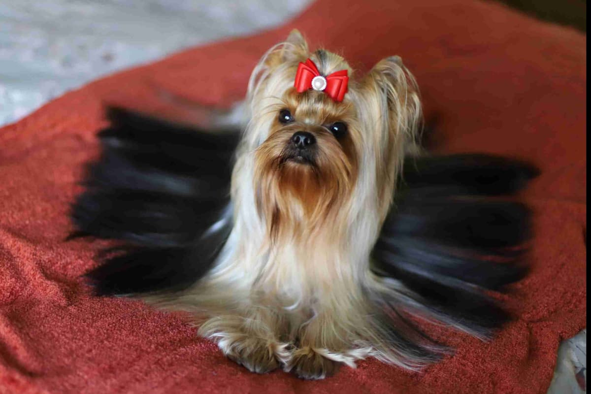 Yorkshire Terrier Puppies breeder image 11