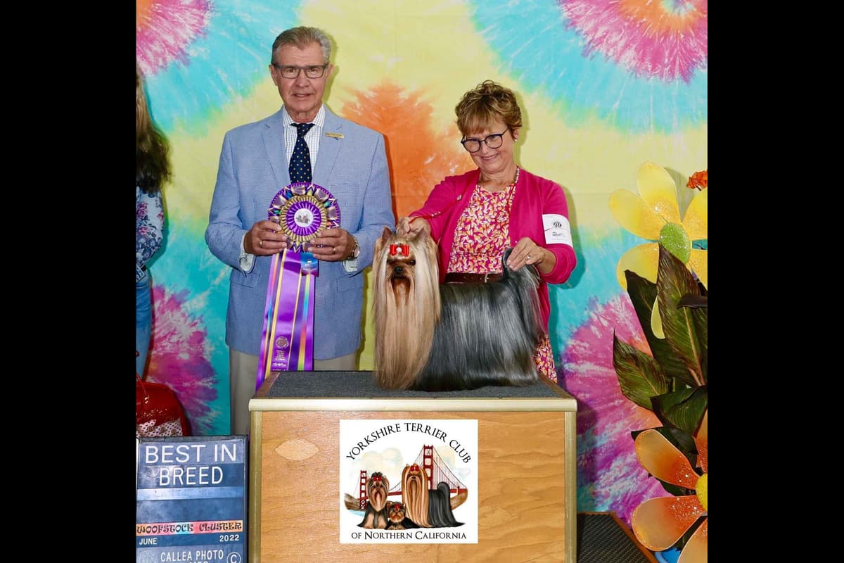 Yorkshire Terrier Puppies breeder image 1