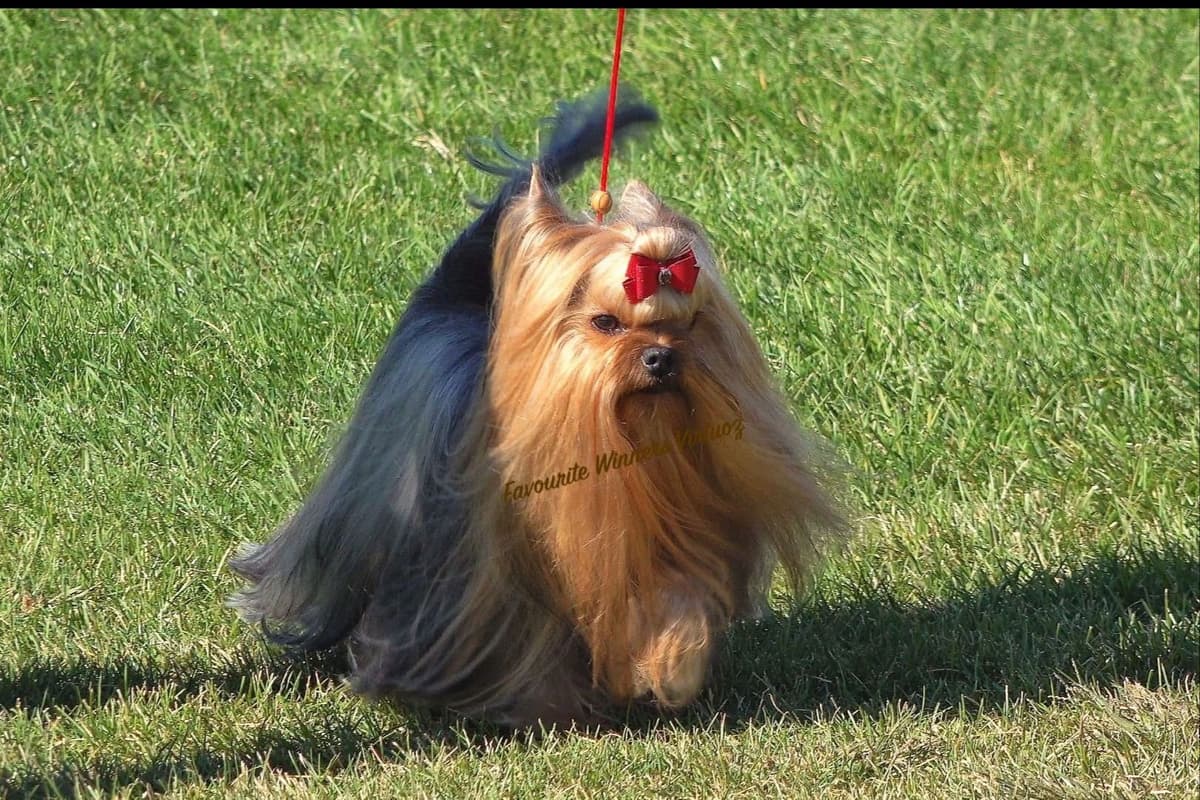 Yorkshire Terrier Puppies breeder image 9