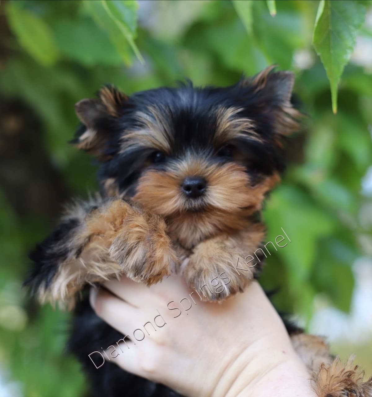 Yorkshire Terrier Puppies breeder image 2
