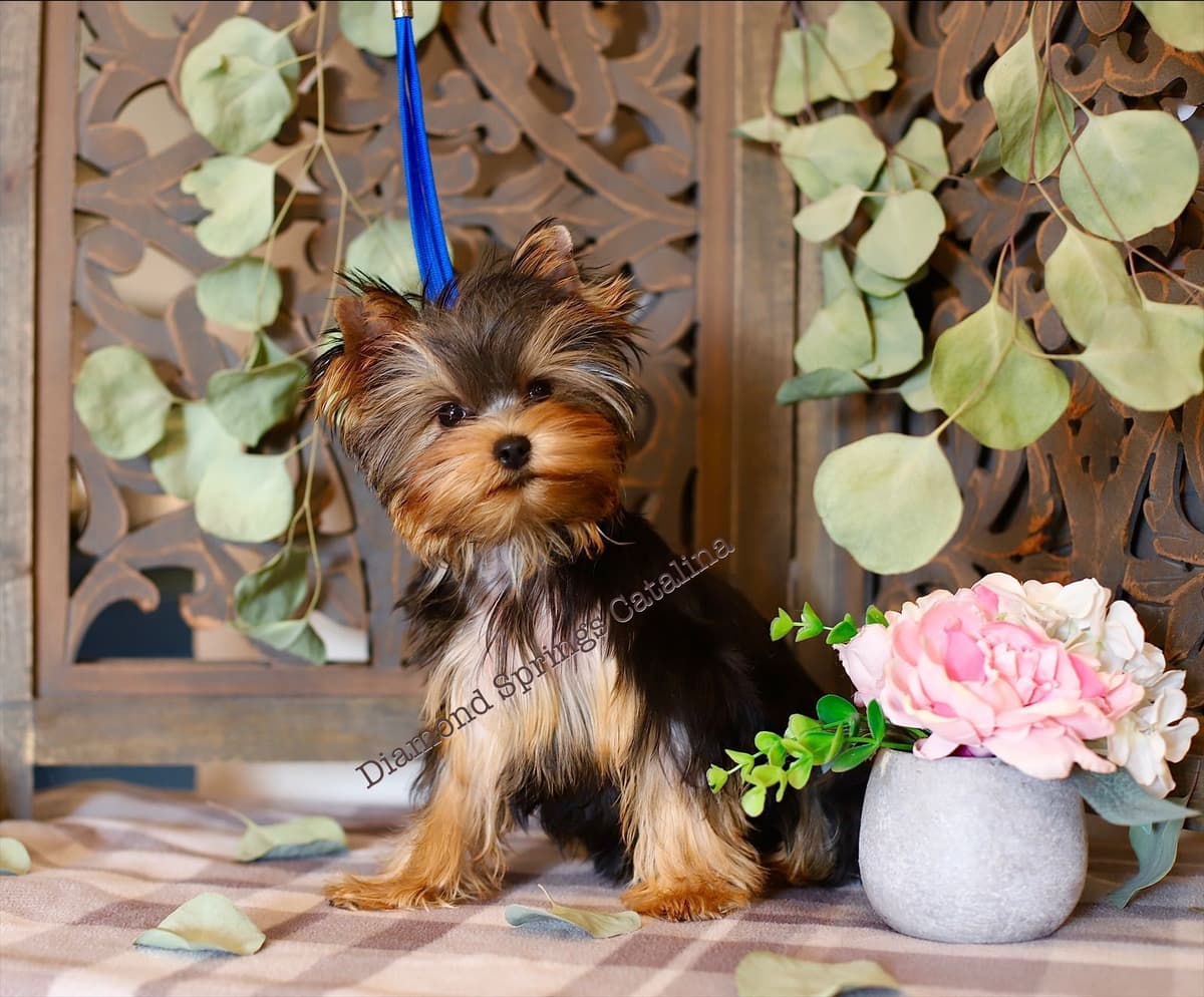 Yorkshire Terrier Puppies breeder image 12