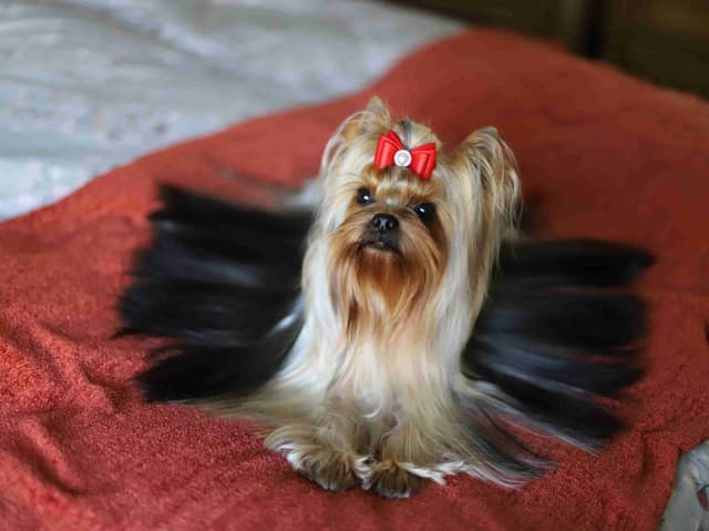 Yorkshire Terrier Puppies media 5