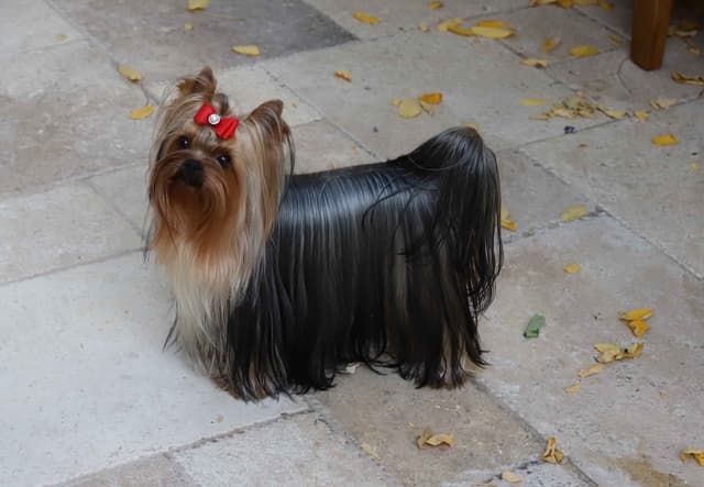 Yorkshire Terrier Puppies media 4