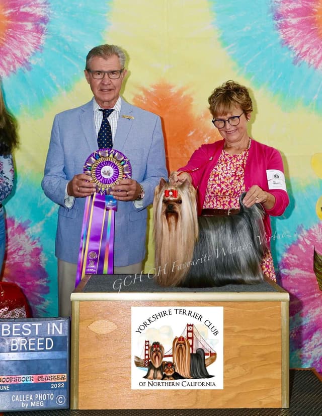 Yorkshire Terrier Puppies media 3