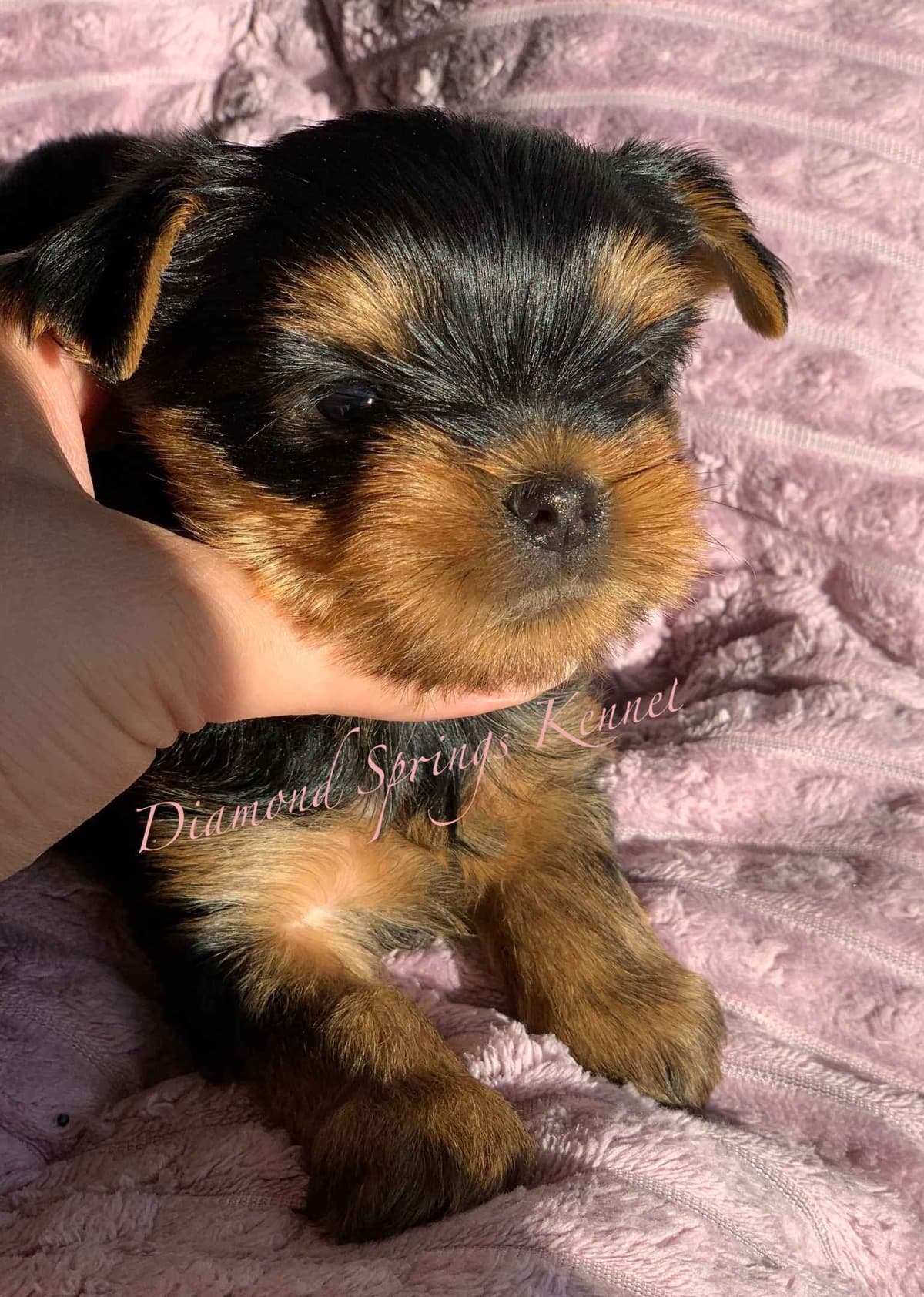 Yorkshire Terrier Puppies breeder image 14