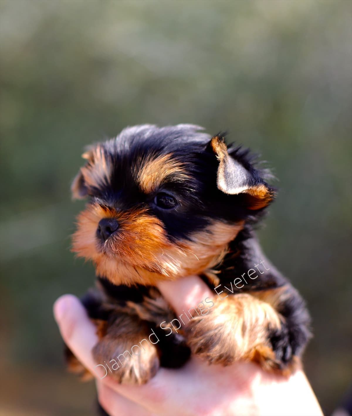 Yorkshire Terrier Puppies breeder image 15