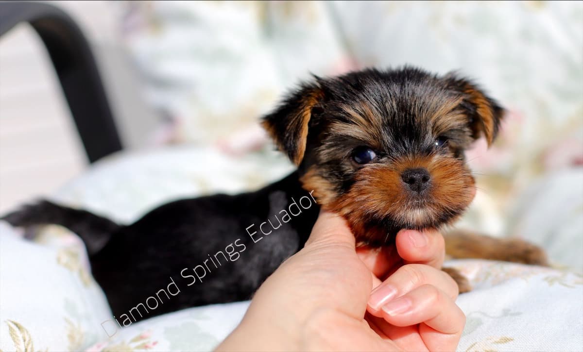 Yorkshire Terrier Puppies breeder image 16