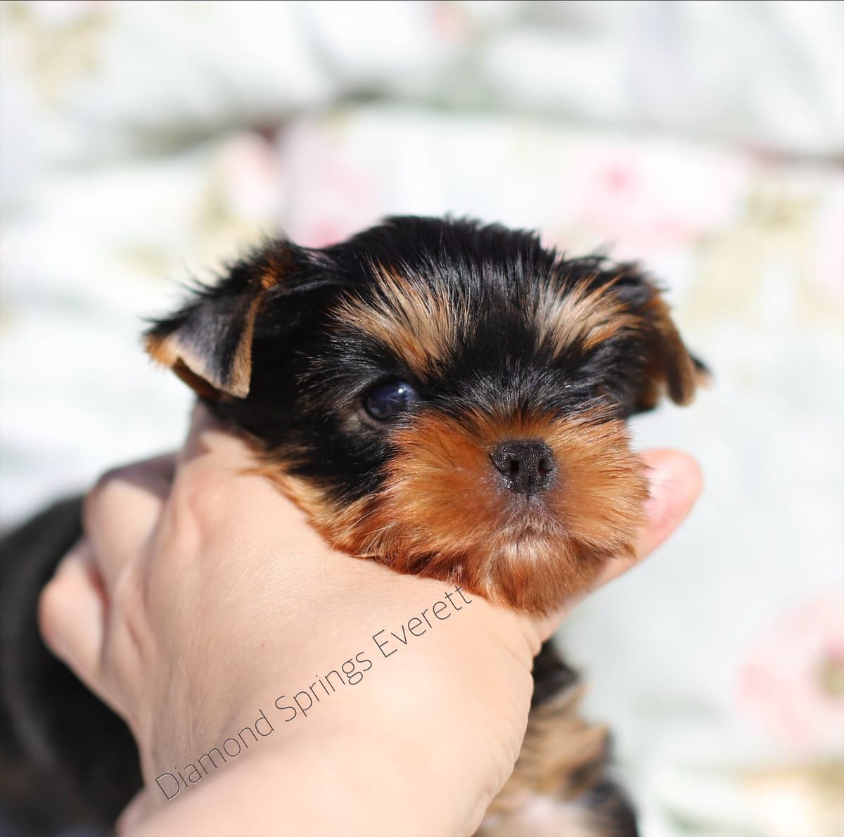 Yorkshire Terrier Puppies breeder image 20