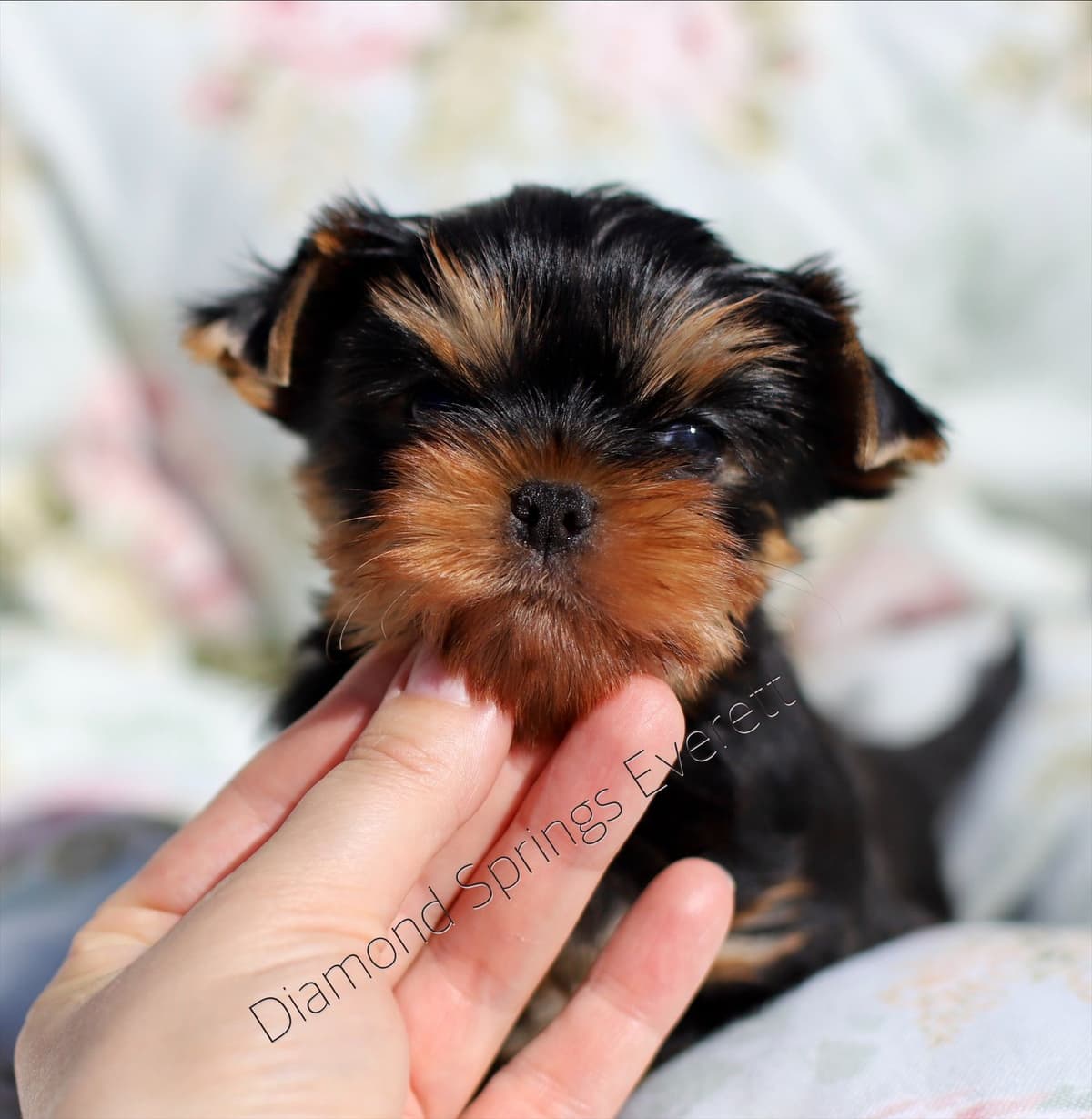 Yorkshire Terrier Puppies breeder image 18