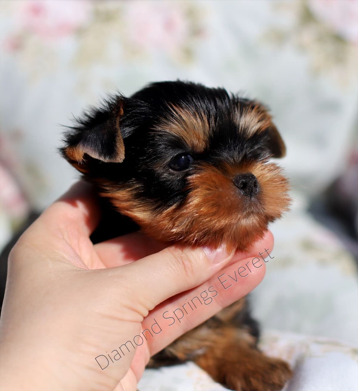 Yorkshire Terrier Puppies breeder image 19