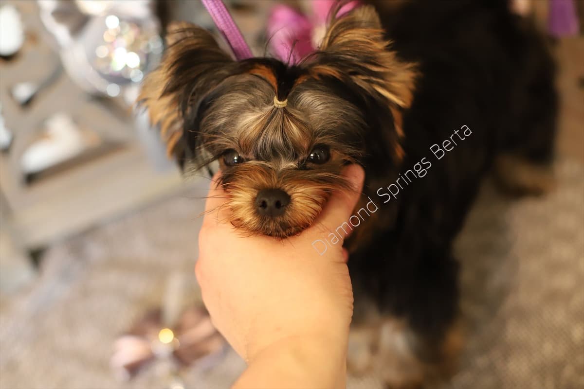 Yorkshire Terrier Puppies breeder image 21
