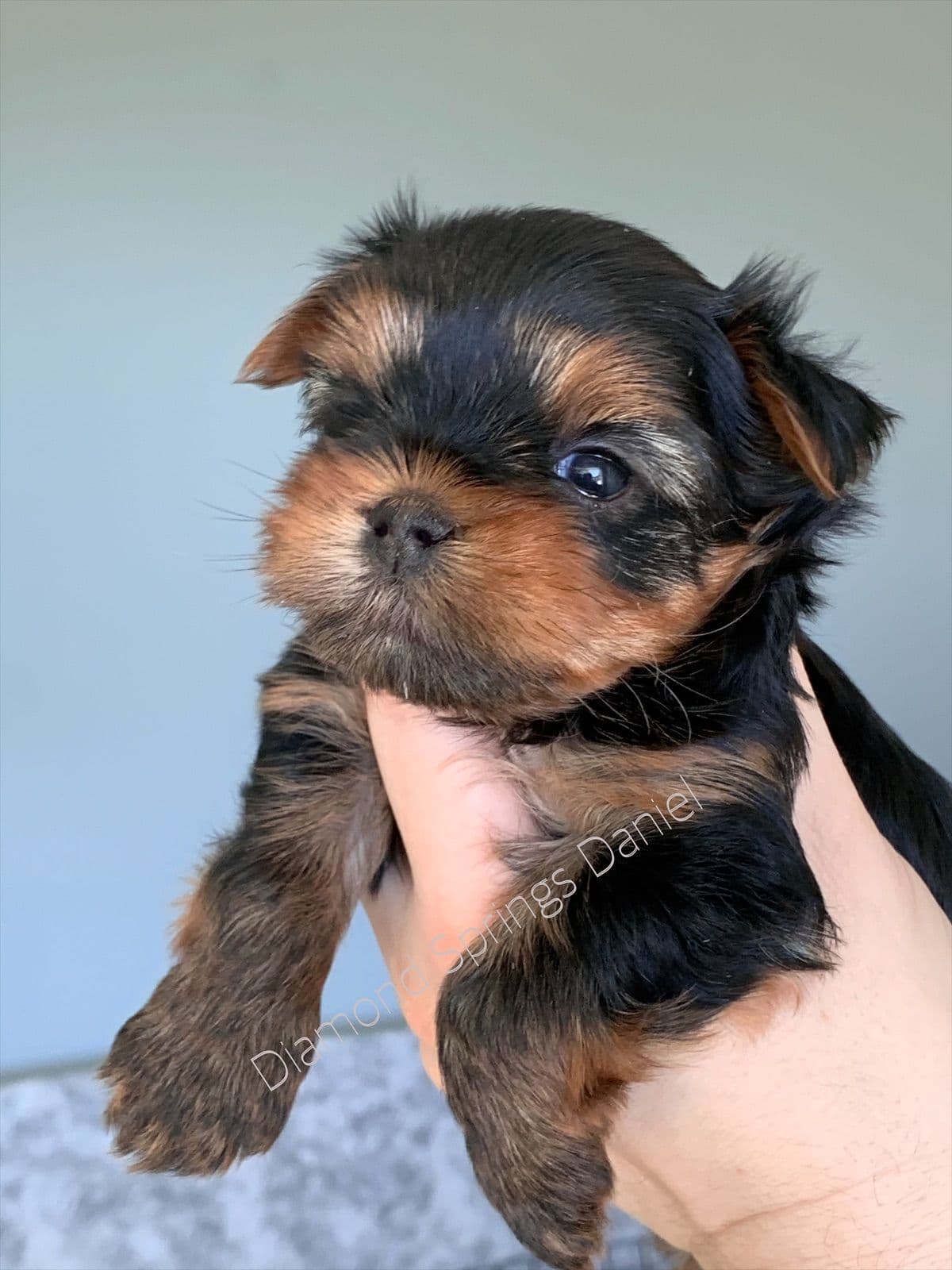 Yorkshire Terrier Puppies breeder image 24