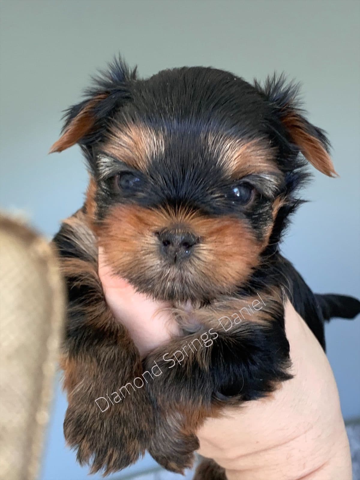 Yorkshire Terrier Puppies breeder image 23