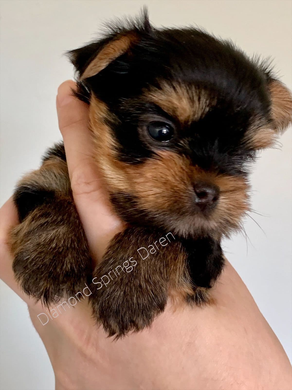 Yorkshire Terrier Puppies breeder image 26