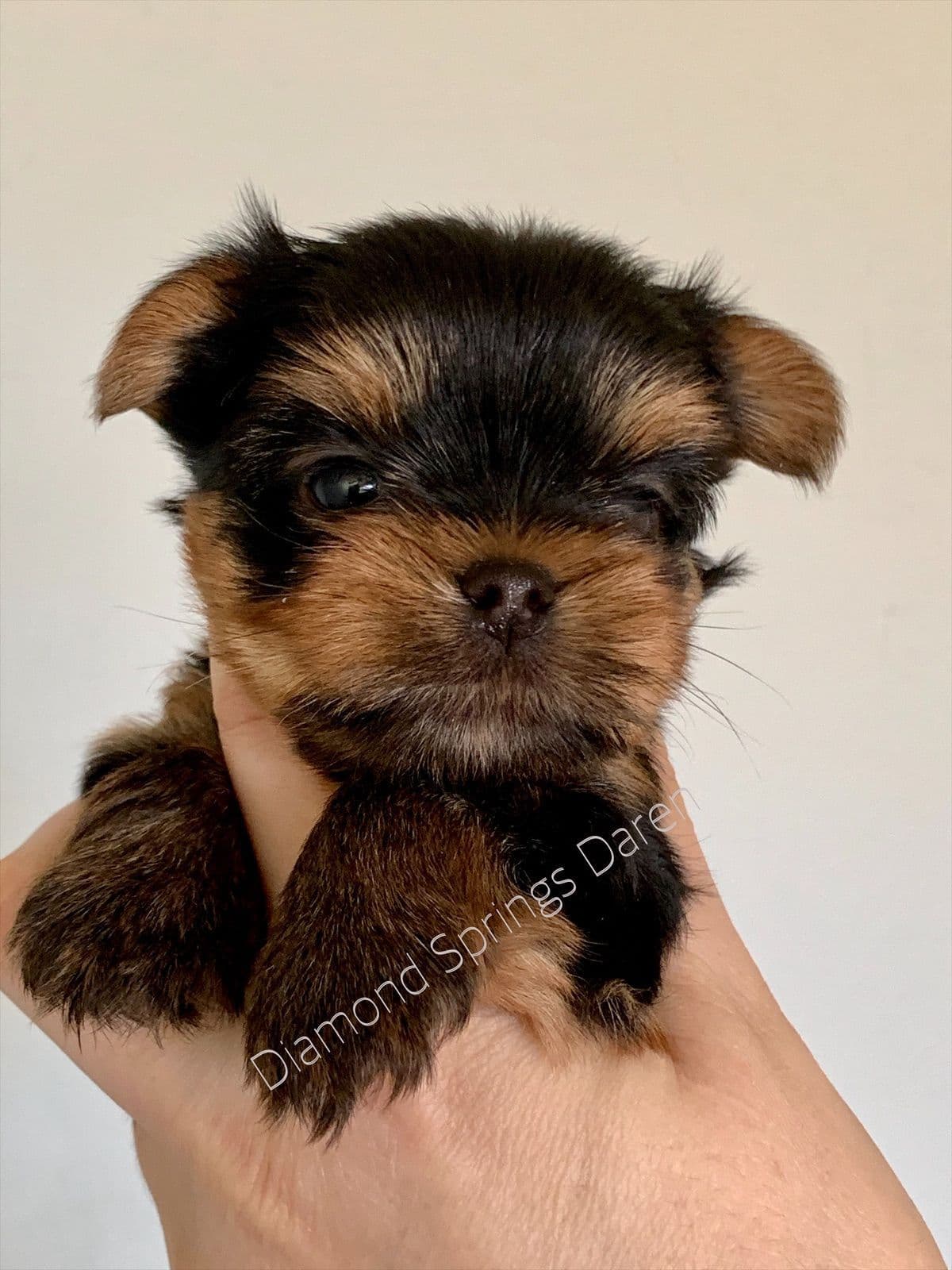 Yorkshire Terrier Puppies breeder image 25