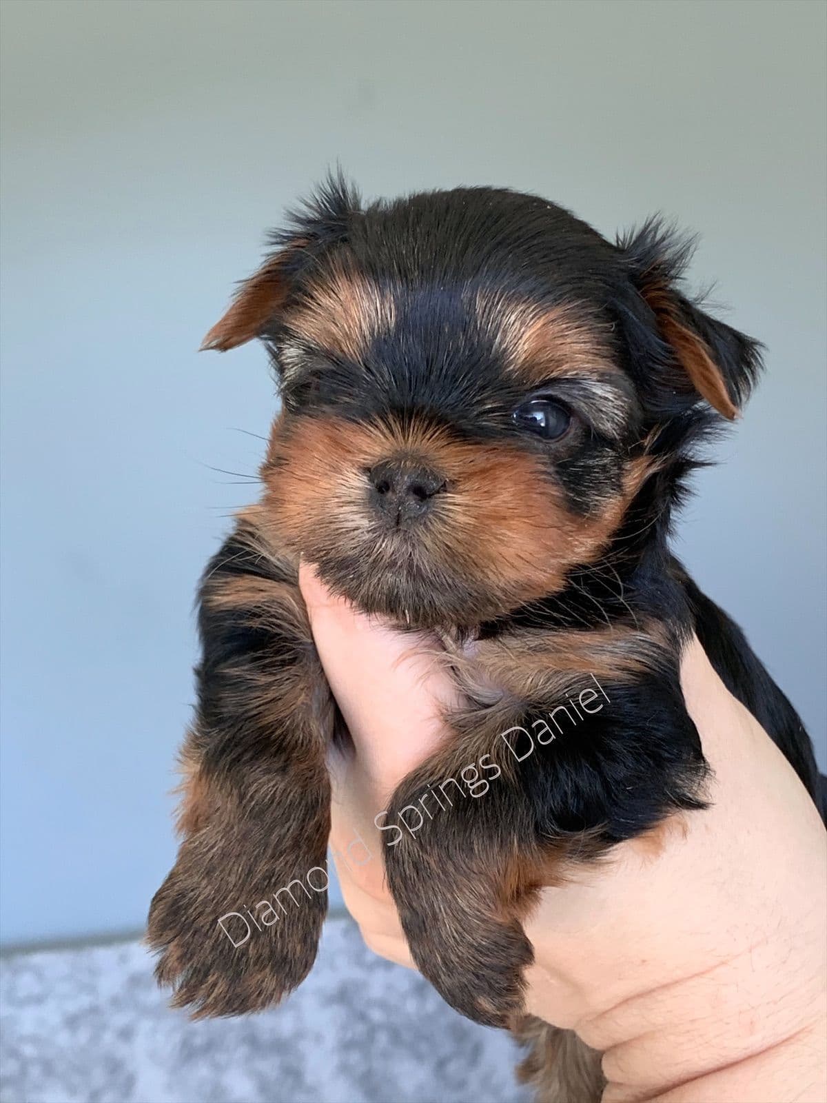 Yorkshire Terrier Puppies breeder image 27