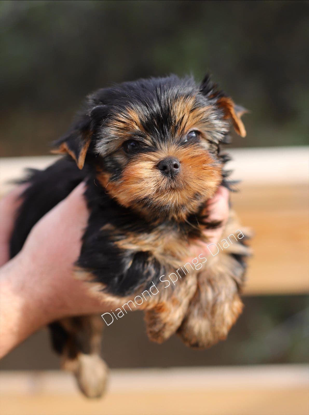 Yorkshire Terrier Puppies breeder image 28