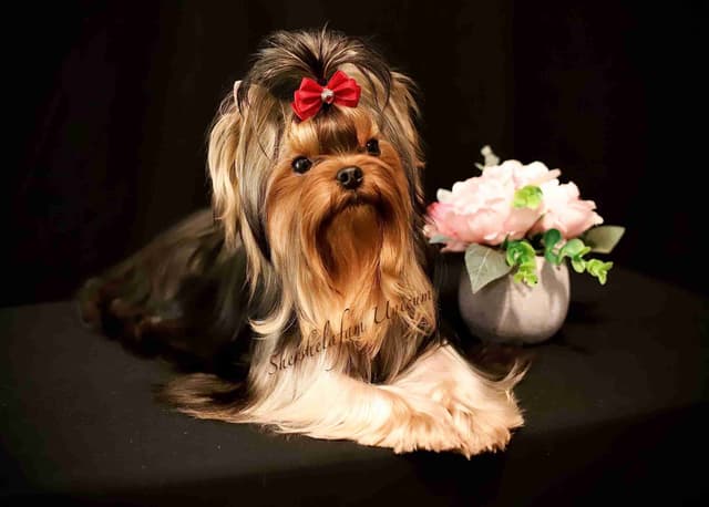 Yorkshire Terrier Puppies media 6
