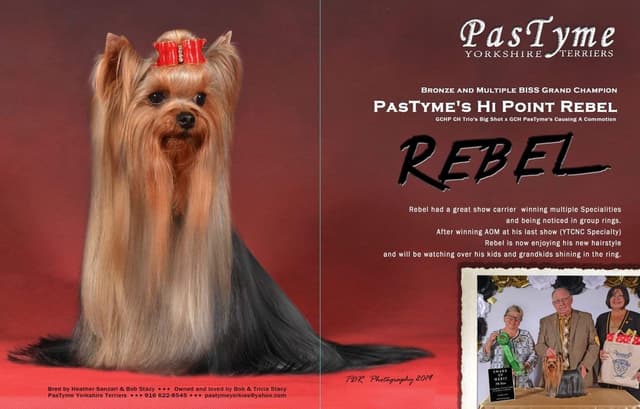 Yorkshire Terrier Puppies media 2