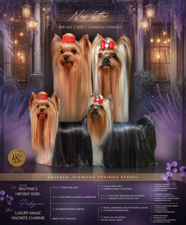 Yorkshire Terrier Puppies media 3