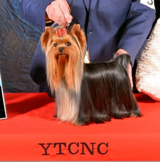 Yorkshire Terrier Puppies media 4