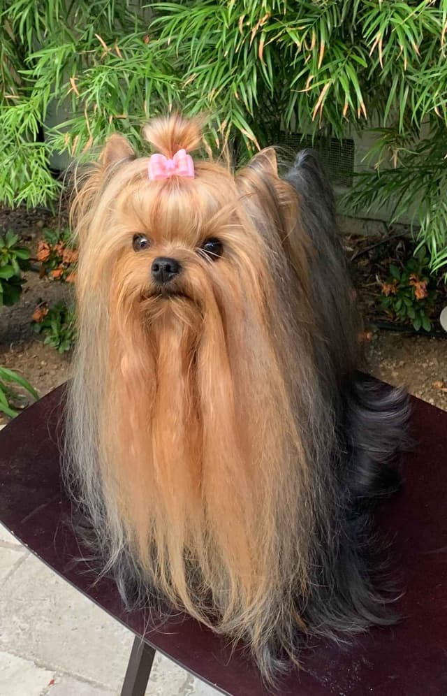 Yorkshire Terrier Puppies media 15